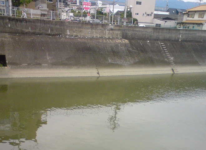 第二寝屋川にも大きな鮒が帰ってきてます（東大阪市）