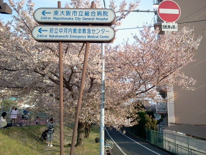 桜が満開