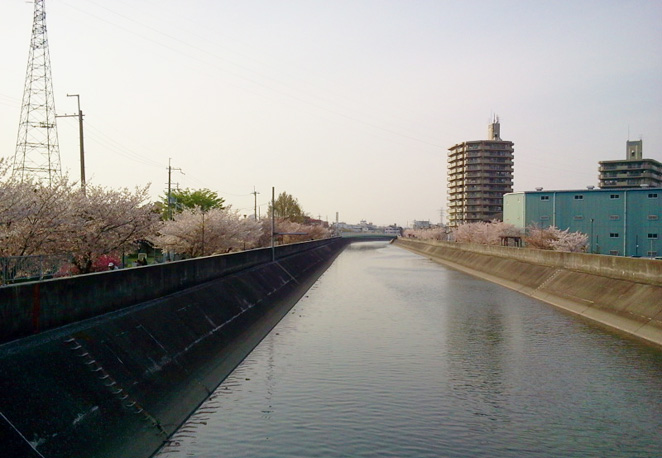 第二寝屋川沿いの桜