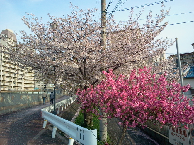 八戸ノ里の桜