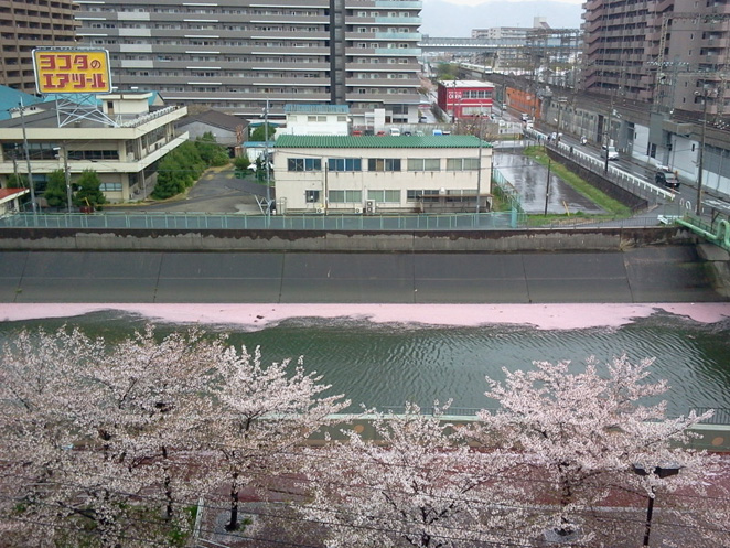 御厨の桜が満開