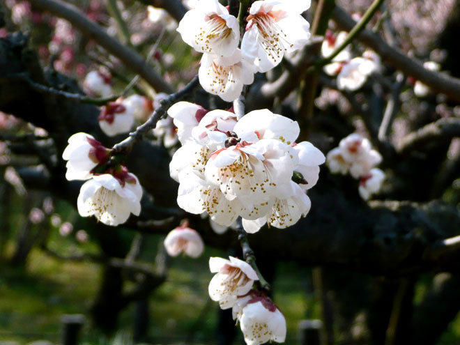 東大阪市の2008年の桜