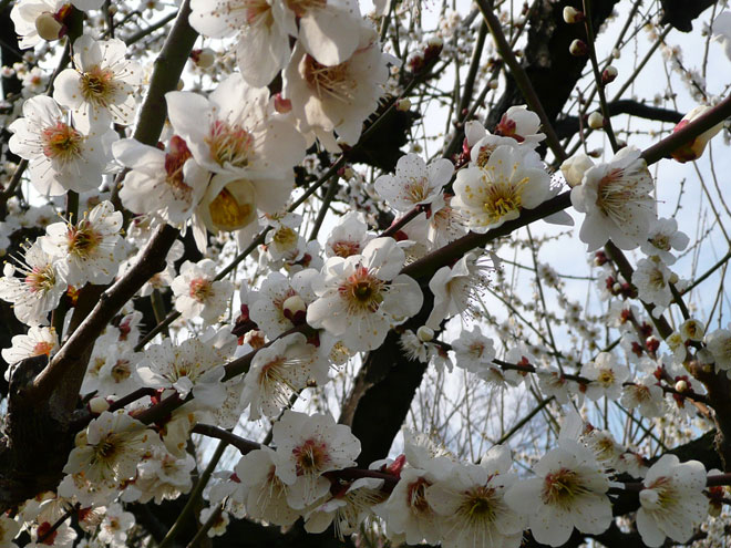 東大阪市の2008年の桜