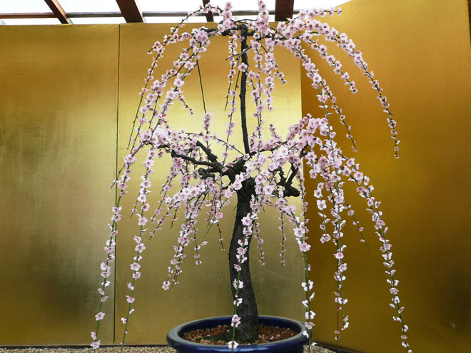 東大阪市の2008年の桜