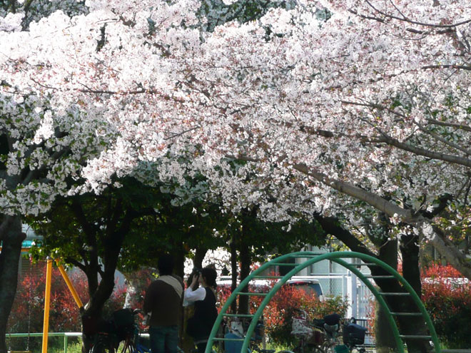 東大阪市の2008年の桜
