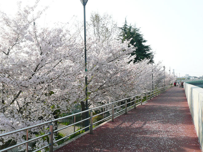 東大阪市の2008年の桜