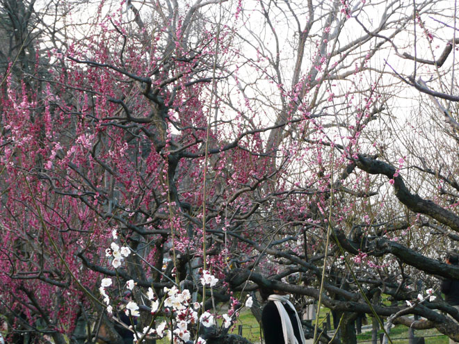 東大阪市の2008年の桜