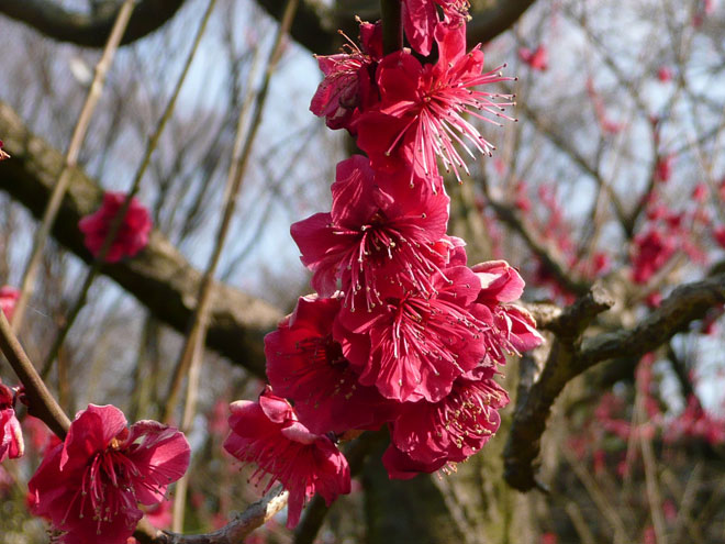 東大阪市の2008年の桜