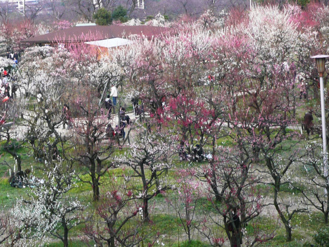 東大阪市の2008年の桜