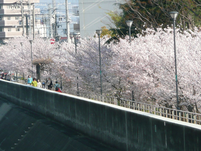 東大阪市の2008年の桜