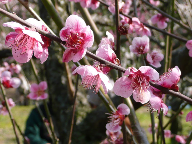 東大阪市の2008年の桜