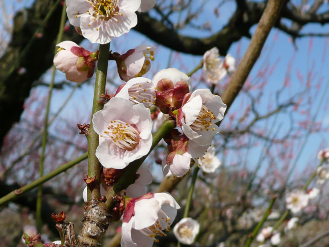 東大阪市の2008年の桜