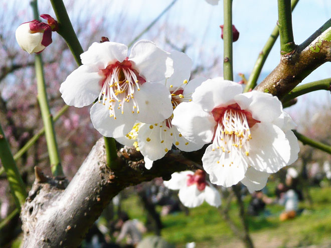 東大阪市の2008年の桜