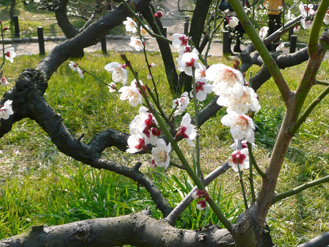 東大阪市の2008年の桜