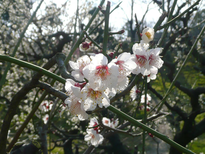 東大阪市の2008年の桜