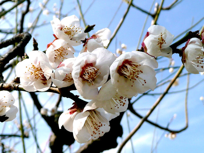 東大阪市の2008年の桜