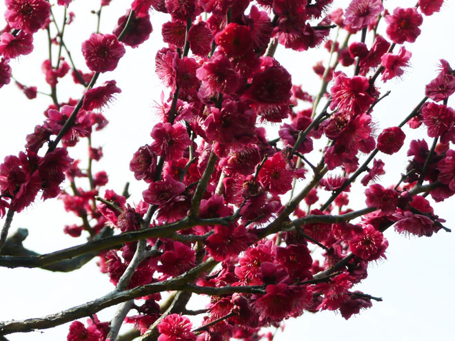 東大阪市の2008年の桜